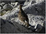 Planina Blato - Koča na Doliču